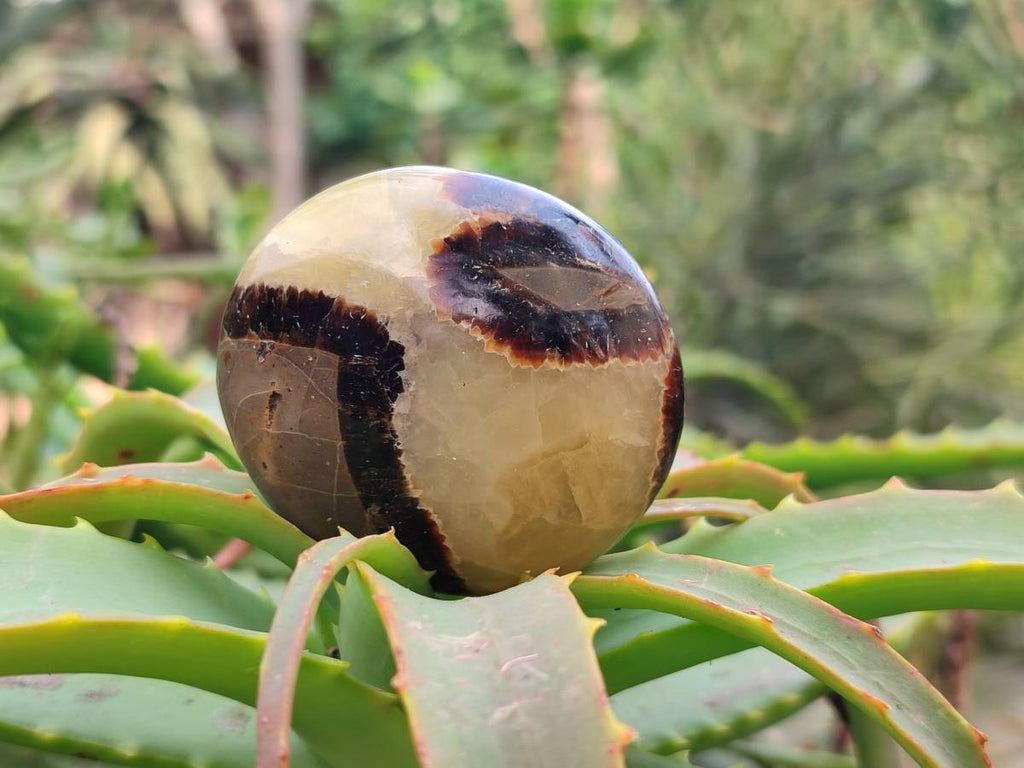 Polished Septerye Palm Stones x 20 From Mahajanga, Madagascar - Toprock Gemstones and Minerals 