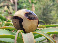 Polished Septerye Palm Stones x 20 From Mahajanga, Madagascar