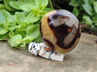 Polished Septerye Palm Stones x 20 From Mahajanga, Madagascar