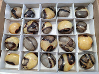 Polished Septerye Palm Stones x 20 From Mahajanga, Madagascar