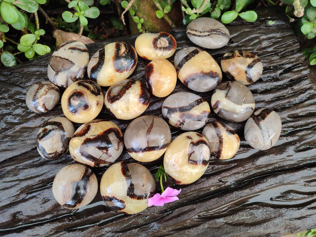 Polished Septerye Palm Stones x 20 From Mahajanga, Madagascar - Toprock Gemstones and Minerals 