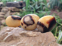 Polished Septerye Palm Stones x 20 From Mahajanga, Madagascar