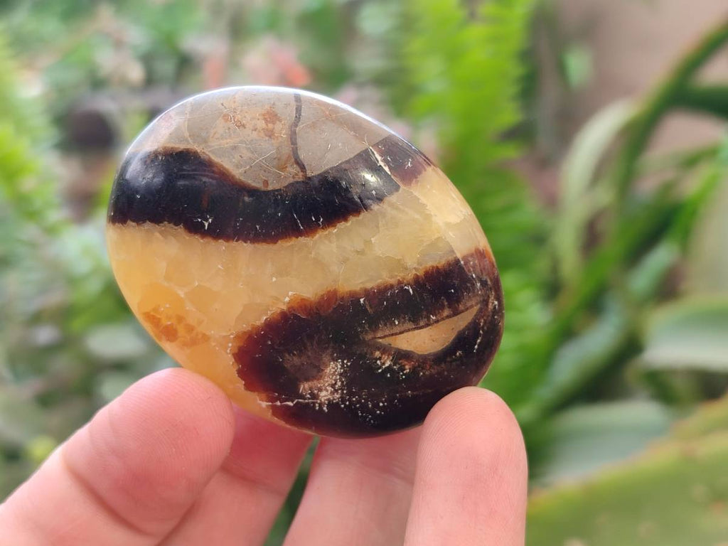 Polished Septerye Palm Stones x 20 From Mahajanga, Madagascar - Toprock Gemstones and Minerals 