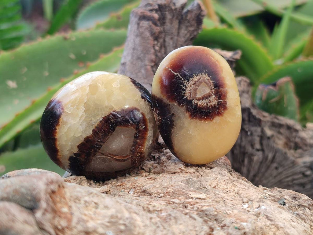Polished Septerye Palm Stones x 20 From Mahajanga, Madagascar - Toprock Gemstones and Minerals 