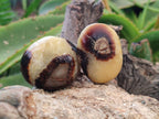 Polished Septerye Palm Stones x 20 From Mahajanga, Madagascar - Toprock Gemstones and Minerals 