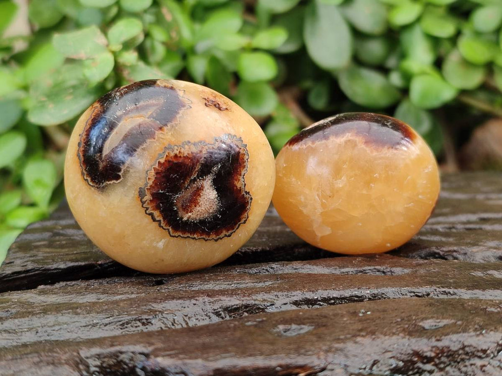 Polished Septerye Palm Stones x 20 From Mahajanga, Madagascar - Toprock Gemstones and Minerals 
