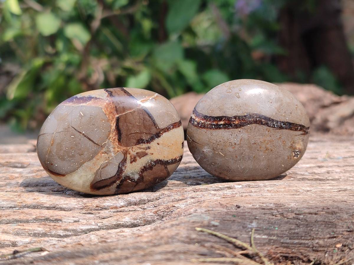 Polished Septerye Palm Stones x 20 From Mahajanga, Madagascar - Toprock Gemstones and Minerals 