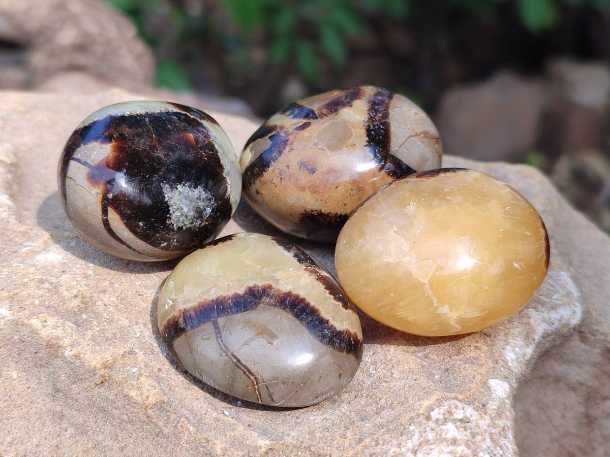 Polished Septerye Palm Stones x 20 From Mahajanga, Madagascar - Toprock Gemstones and Minerals 