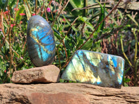 Polished Labradorite Standing Free Forms x 6 From Tulear, Madagascar