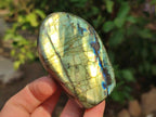 Polished Labradorite Standing Free Forms x 6 From Tulear, Madagascar - Toprock Gemstones and Minerals 
