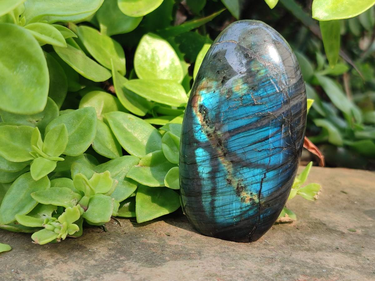 Polished Labradorite Standing Free Forms x 6 From Tulear, Madagascar - Toprock Gemstones and Minerals 