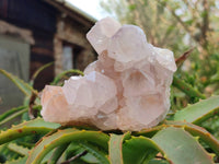 Natural Spirit Quartz Clusters x 4 From Boekenhouthoek, South Africa