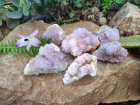 Natural Amethyst Spirit Quartz Clusters x 6 From Boekenhouthoek, South Africa
