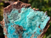 Natural Drusy Coated Chrysocolla Specimens x 6 From Lupoto Mine, Congo