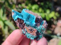 Natural Drusy Coated Chrysocolla Specimens x 6 From Lupoto Mine, Congo