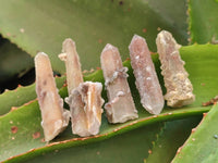 Natural Fairy Spirit Quartz Crystals x 70 From Boekenhouthoek, South Africa