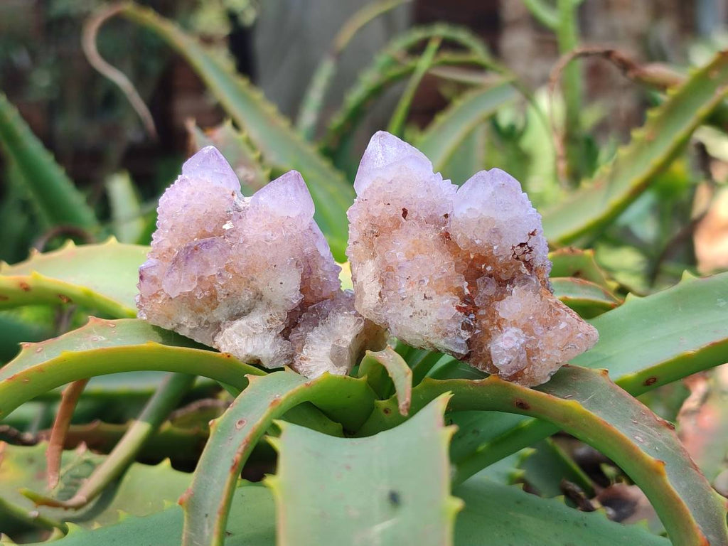 Natural Amethyst Spirit Quartz Clusters x 20 From Boekenhouthoek, South Africa - Toprock Gemstones and Minerals 