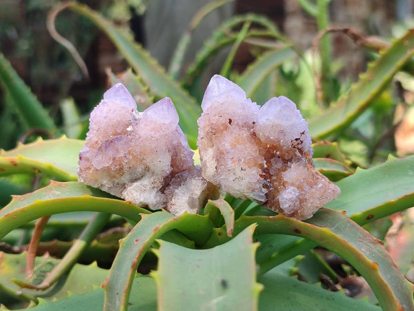 Natural Amethyst Spirit Quartz Clusters x 20 From Boekenhouthoek, South Africa