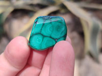 Polished Malacolla Free Forms x 70 From Kalukundi Mine, Congo