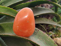 Polished Orange Twist Calcite Standing Free Forms x 2 From Maevantanana, Madagascar