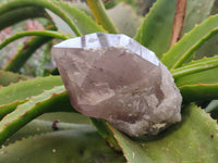 Natural Smokey Quartz Crystals x 3 From Zomba, Malawi