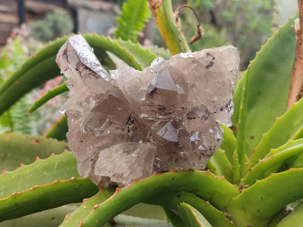 Natural Smokey Quartz Crystals x 3 From Zomba, Malawi - Toprock Gemstones and Minerals 