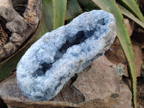 Natural Blue Celestite Crystal Specimen x From Sakoany