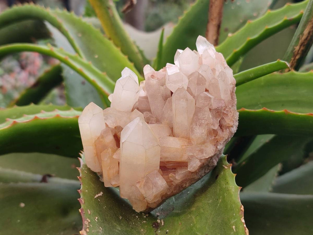 Natural Quartz Clusters x 12 From Madagascar - Toprock Gemstones and Minerals 