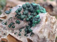 Natural Ball Malachite and Drusy Quartz On Dolomite Matrix Specimen x 1 From Kambove, Congo