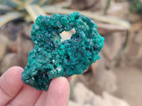 Natural Dioptase On Dolomite Specimens x 12 From Likasi, Congo