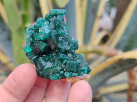 Natural Dioptase On Dolomite Specimens x 12 From Likasi, Congo