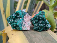 Natural Dioptase On Dolomite Specimens x 12 From Likasi, Congo