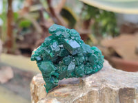 Natural Dioptase On Dolomite Specimens x 12 From Likasi, Congo