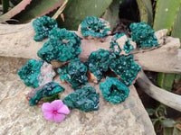 Natural Dioptase On Dolomite Specimens x 12 From Likasi, Congo