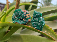 Natural Dioptase On Dolomite Specimens x 12 From Likasi, Congo