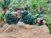 Natural Dioptase On Dolomite Specimens x 12 From Likasi, Congo