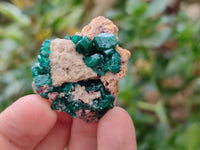 Natural Dioptase On Dolomite Specimens x 12 From Likasi, Congo