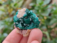 Natural Dioptase On Dolomite Specimens x 12 From Likasi, Congo