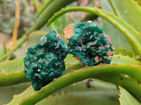 Natural Dioptase On Dolomite Specimens x 12 From Likasi, Congo