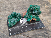 Natural Dioptase On Dolomite Specimens x 12 From Likasi, Congo