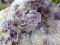 Natural Large Sugar Amethyst Cluster x 1 From Zambia