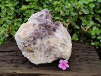 Natural Large Sugar Amethyst Cluster x 1 From Zambia