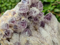 Natural Large Sugar Amethyst Cluster x 1 From Zambia