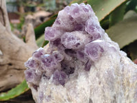 Natural Large Sugar Amethyst Cluster x 1 From Zambia