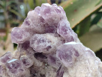 Natural Large Sugar Amethyst Cluster x 1 From Zambia