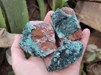 Natural Drusy Coated Malachite On Dolomite Specimens x 6 From Lupoto Mine, Congo
