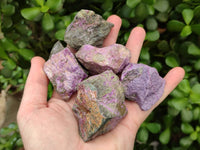 Natural Stichtite Cobbed Specimens x 35 From Barberton, South Africa