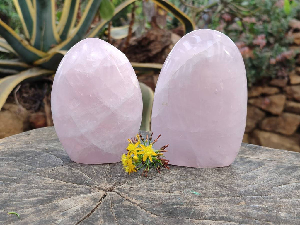 Polished Rose Quartz Standing Free Forms x 2 From Madagascar - Toprock Gemstones and Minerals 
