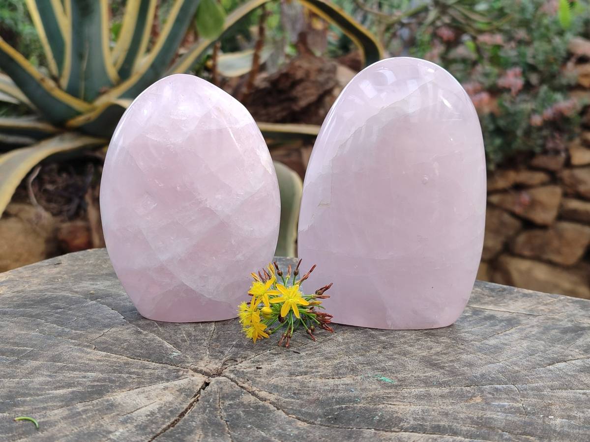 Polished Rose Quartz Standing Free Forms x 2 From Madagascar - Toprock Gemstones and Minerals 