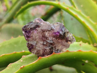 Natural Window Amethyst Crystals x 20 From Chiredzi, Zimbabwe